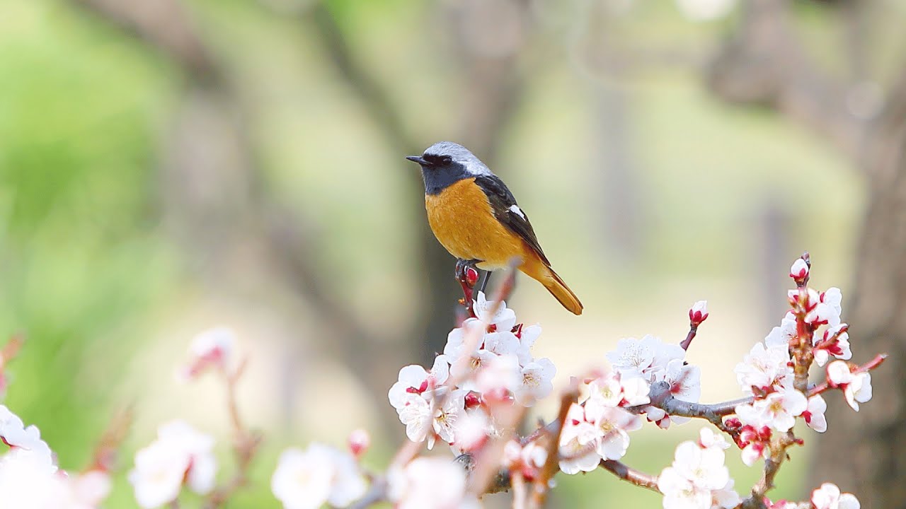 Bahor faslida erkaklar uchun urolog tavsiyalari